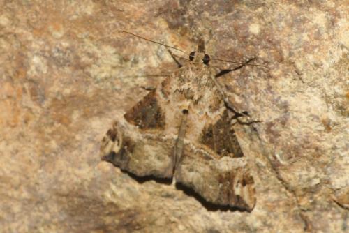 Hypena obsitalis